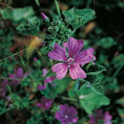 Picture of Herb Common Mallow (Malva Sylvestris)
